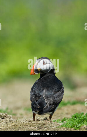 Papageitaucher (Fratecula Arctica) auf Skomer Island in Pembrokeshire Stockfoto