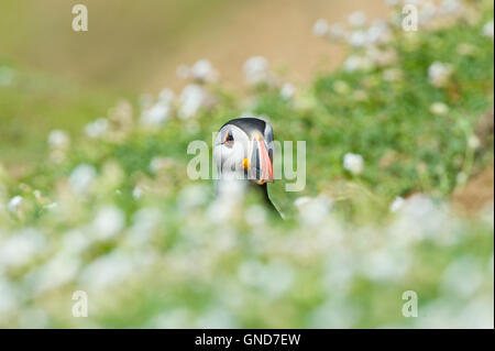 Papageitaucher (Fratecula Arctica) auf Skomer Island in Pembrokeshire Stockfoto