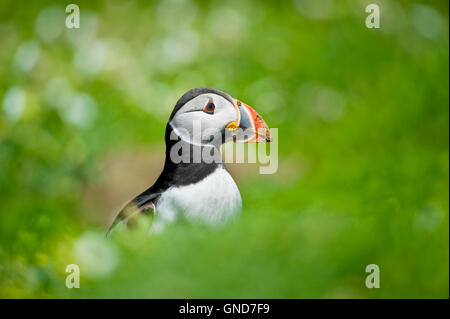 Papageitaucher (Fratecula Arctica) auf Skomer Island in Pembrokeshire Stockfoto