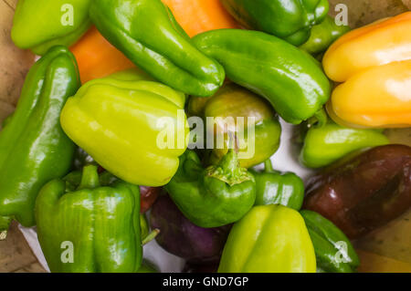 Sortierte Bio bunte Paprika auf dem Display an lokalen Bauernmarkt Stockfoto