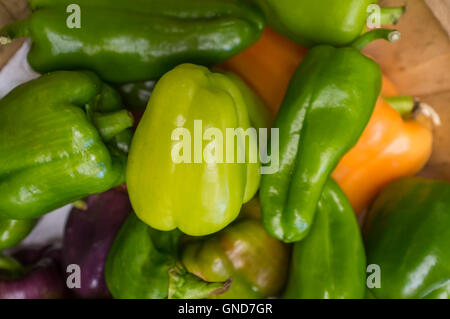 Sortierte Bio bunte Paprika auf dem Display an lokalen Bauernmarkt Stockfoto