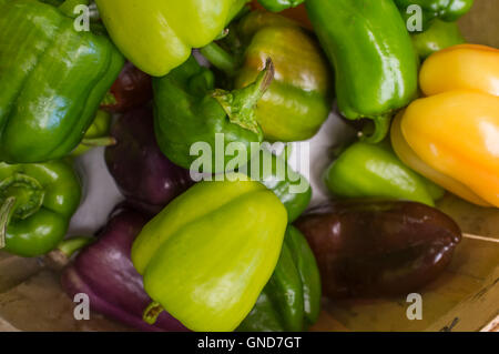 Sortierte Bio bunte Paprika auf dem Display an lokalen Bauernmarkt Stockfoto