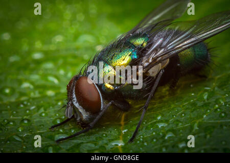 Extreme Nahaufnahme Makro gemeinsamen grünen Flasche fliegen Insekten Hintergrund Stockfoto