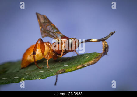 Nahaufnahme Makro winzigen Säugling Ichneumon Wasp auf grünes Blatt Stockfoto