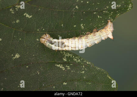 Ahorn-Zahnspinner, Raupe, Ahornzahnspinner, Ptilodon Cucullina, Ptilodontella Cucullina Lophopteryx Cuculla, prominente Ahorn c Stockfoto