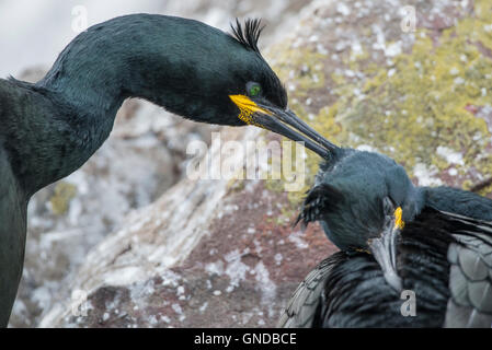 Shag (Phalacrocorax Aristotelis) auf den Farne Islands genommen Stockfoto