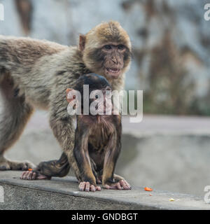 Berberaffe (Macaca Sylvanus) in Gibraltar Stockfoto