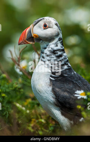 Papageitaucher (Fratecula Arctica) auf Skomer Island in Pembrokeshire Stockfoto