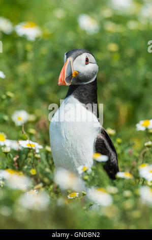 Papageitaucher (Fratecula Arctica) auf Skomer Island in Pembrokeshire Stockfoto