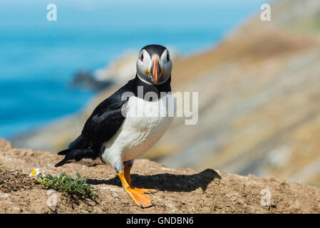 Papageitaucher (Fratecula Arctica) auf Skomer Island in Pembrokeshire Stockfoto