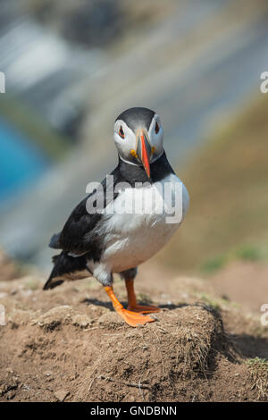 Papageitaucher (Fratecula Arctica) auf Skomer Island in Pembrokeshire Stockfoto