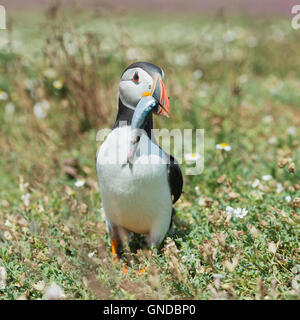 Papageitaucher (Fratecula Arctica) auf Skomer Island in Pembrokeshire Stockfoto