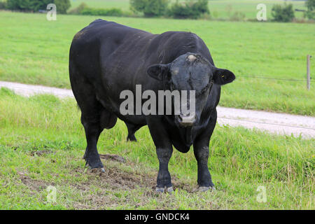 Wütend schwarzen Aberdeen Angus-Stier stehend auf Ackerland bei Sommer-Kopf nach unten auf den Eindringling. Stockfoto