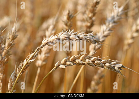 Nahaufnahme der beiden Ohren von reifem Weizen auf einem Feld in der Erntezeit im frühen Herbst. geringe Tiefenschärfe. Stockfoto