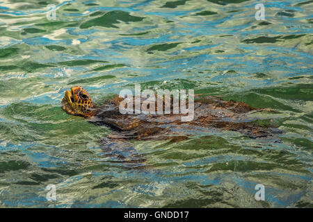 Meeresschildkröten Schwimmen im Meer Stockfoto
