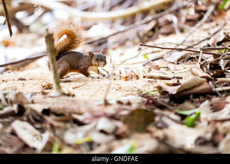 Red-tailed Eichhörnchen / Costa Rica / Cahuita Stockfoto