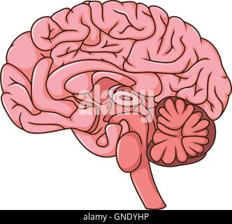 menschliche Gehirn cartoon Stock Vektor