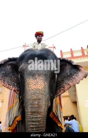 Niedrigen Winkel gedreht, der Elefant Keepe Reiten auf Elefanten in Amber Fort, Jaipur, Rajasthan, Indien Stockfoto