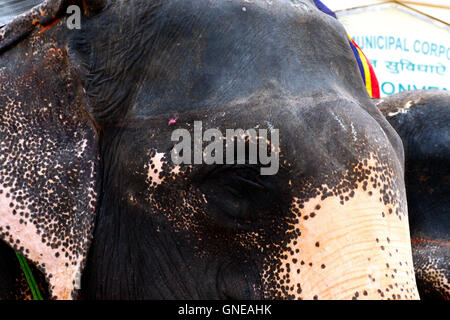 Nahaufnahme von Elephant Eye in Amber Fort, Jaipur, Rajasthan, Indien Stockfoto