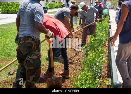 Arbeitnehmer, die Sträucher zu Pflanzen in der Nähe von El Capitolio. Havanna, Kuba. Stockfoto