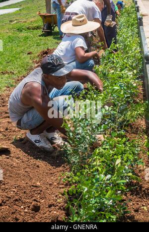 Arbeitnehmer, die Sträucher zu Pflanzen in der Nähe von El Capitolio. Havanna, Kuba. Stockfoto