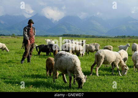 Rumänien Siebenbürgen, grasen Ziegen und Schafe vor Fagaras-Gebirge / RUMAENIEN Transsilvanien Siebenbuergen, Arpasu de Sus, Grasende Besiedler Und Schafe Auf Weide Vor Fagaras Gebirge Stockfoto