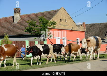 Rumänien Banat, Kühe Milch im Dorf Semlac Stockfoto