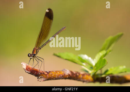 Kupfer-Prachtlibelle (Calopteryx Haemorrhoidalis), ein Weibchen. Stockfoto