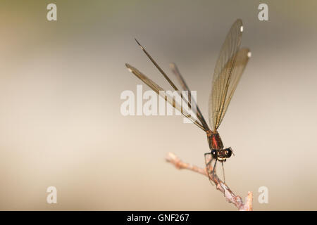 Kupfer-Prachtlibelle (Calopteryx Haemorrhoidalis), ein Weibchen. Stockfoto