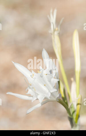 Die Seelilie (Pancratium Maritimum), Nahaufnahme Stockfoto