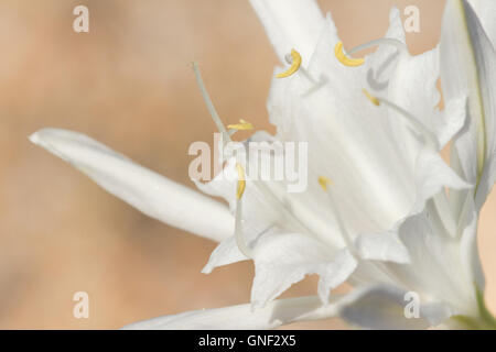 Das Meer Narzisse (Pancratium maritimum), in der Nähe von Staubbeuteln. Stockfoto