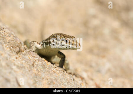 Die Tyrrhenische Mauereidechse (Podarcis Tiliguerta), eine einheimischen Arten der Tyrrhenischen Inseln. Ein Männchen Stockfoto