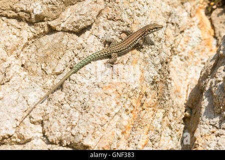 Die Tyrrhenische Mauereidechse (Podarcis Tiliguerta), eine einheimischen Arten der Tyrrhenischen Inseln. Ein Männchen Stockfoto