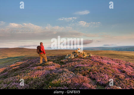 Catterick Hill, Weardale, County Durham UK. Dienstag, 30. August 2016. Großbritannien Wetter.  Genießen den Blick über das Moorhuhn Walker Mauren von Weardale vom Gipfel des Hügels Catterick Vormittag wie die aufgehende Sonne die blühende Heide beleuchtet.   Die Prognose ist für einen anderen Tag für fein und trocken, aber es kann wolkiger zeitweise über die Pennines Kreditkarte: David Forster/Alamy Live News Stockfoto