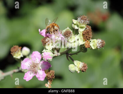 Epsom, Surrey, UK. 30. August 2016. Eine Honigbiene auf die zarten rosa Blume von wilden Brombeeren in Epsom, Surrey, wo die ersten Früchte der Saison in die Hecken heranreifen. Bildnachweis: Julia Gavin UK/Alamy Live-Nachrichten Stockfoto