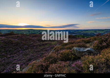 Calderdale, West Yorkshire, UK. 30 Aug, 2016. Heather in der Blüte bei Sonnenuntergang, norland Moor - calderdale, West Yorkshire, UK Credit: Christopher Smith/alamy leben Nachrichten Stockfoto