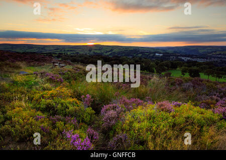 Calderdale, West Yorkshire, UK. 30 Aug, 2016. Heather in der Blüte bei Sonnenuntergang, norland Moor - calderdale, West Yorkshire, UK Credit: Christopher Smith/alamy leben Nachrichten Stockfoto