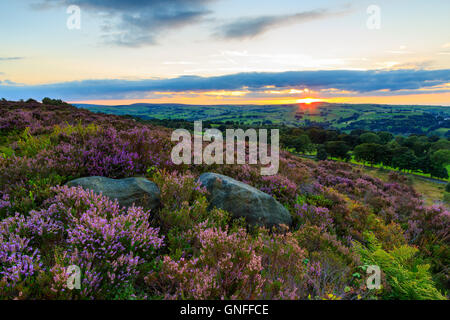 Calderdale, West Yorkshire, UK. 30 Aug, 2016. Heather in der Blüte bei Sonnenuntergang, norland Moor - calderdale, West Yorkshire, UK Credit: Christopher Smith/alamy leben Nachrichten Stockfoto