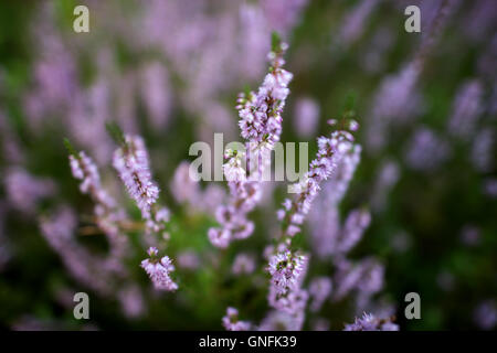 Werdeck, Deutschland. 30. August 2016. Heather wächst an der Oberlausitz Truppenübungsplatz in der Nähe von Werdeck, Deutschland, 30. August 2016. Foto: ARNO BURGI/DPA/Alamy Live-Nachrichten Stockfoto