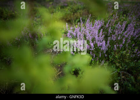 Werdeck, Deutschland. 30. August 2016. Heather wächst an der Oberlausitz Truppenübungsplatz in der Nähe von Werdeck, Deutschland, 30. August 2016. Foto: ARNO BURGI/DPA/Alamy Live-Nachrichten Stockfoto