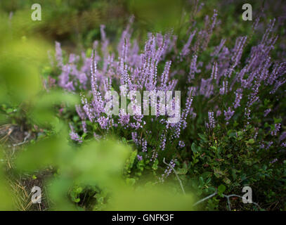 Werdeck, Deutschland. 30. August 2016. Heather wächst an der Oberlausitz Truppenübungsplatz in der Nähe von Werdeck, Deutschland, 30. August 2016. Foto: ARNO BURGI/DPA/Alamy Live-Nachrichten Stockfoto