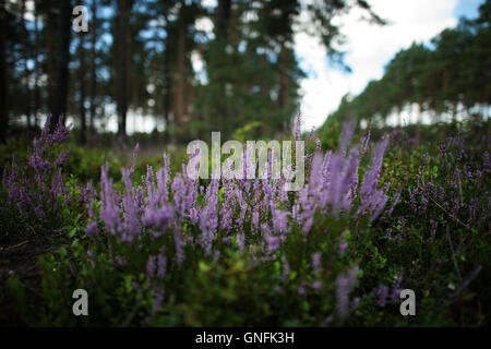 Werdeck, Deutschland. 30. August 2016. Heather wächst an der Oberlausitz Truppenübungsplatz in der Nähe von Werdeck, Deutschland, 30. August 2016. Foto: ARNO BURGI/DPA/Alamy Live-Nachrichten Stockfoto