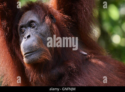 Portrait einer weiblichen Orang-Utan. Stockfoto