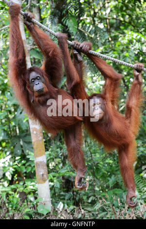 Mutter und Sohn - Orang-Utans im Semenggoh Rehabilitationszentrum in der Nähe von Kuching, Sarawak. Stockfoto