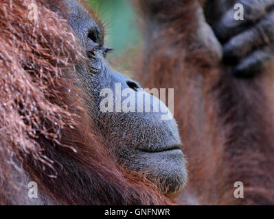 Porträt von einem Orang-Utan im Wald an der Semenggoh Nature Reserve in der Nähe von Kuching genommen. Stockfoto