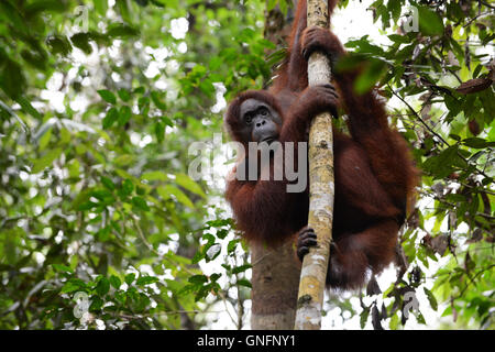 Ein Orang-Utan auf einem Baum im Semenggoh Nature Reserve. Stockfoto