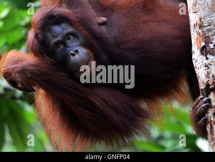 Ein weiblicher Orang-Utan im Semenggoh Nature reserve in der Nähe von Kuching in Sarawak. Stockfoto