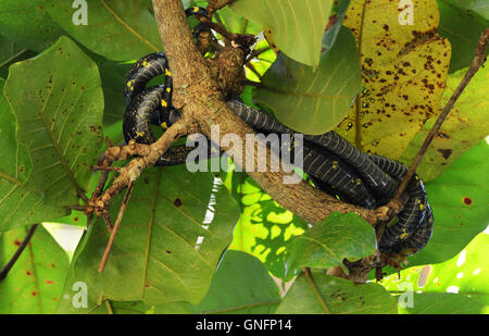 Eine Gold-beringt Katze Schlange ruht auf einem Baum in den Mangrovenwald im Bako Nationalpark in Sarawak, Malaysia. Stockfoto