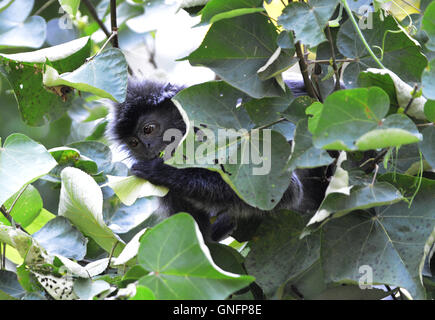 Einen silbernen Gruppen (Trachypithecus Cristatus) Affen, auch bekannt als silbrig Languren oder versilbert Blatt Affe, tief im Wald. Stockfoto