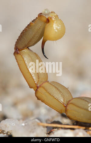 Gemeinsamen gelbe Skorpion (Buthus Occitanus) Sting, Alacrane, Spanien Stockfoto